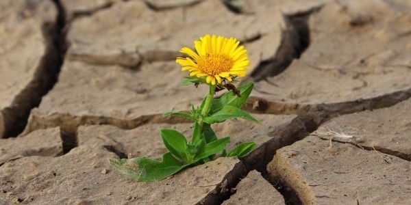 éxito del emprendedor